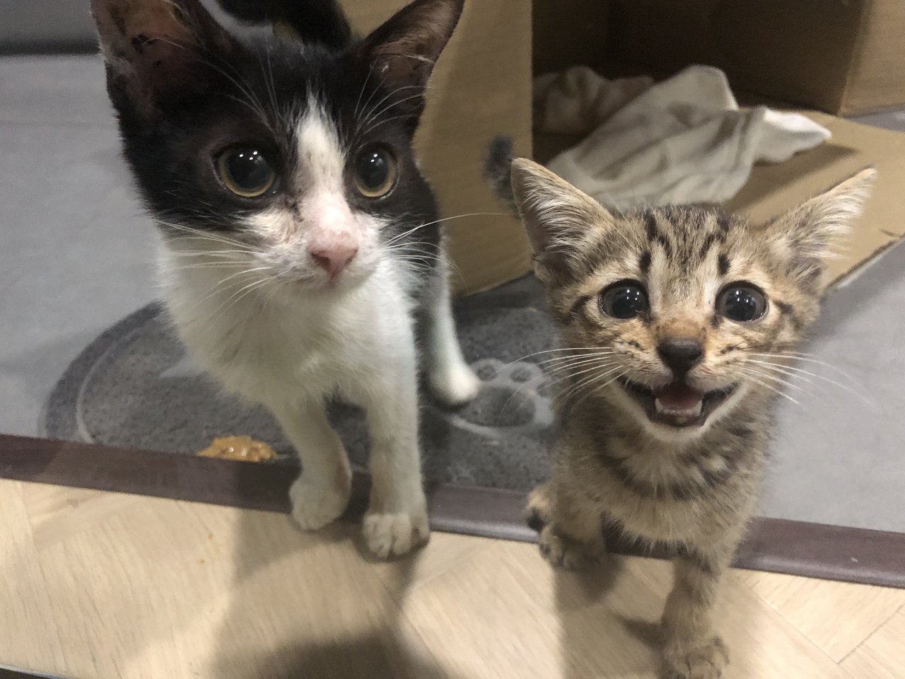 Hefner (Left) And Jimmy (Right)  - Domestic Short Hair Cat