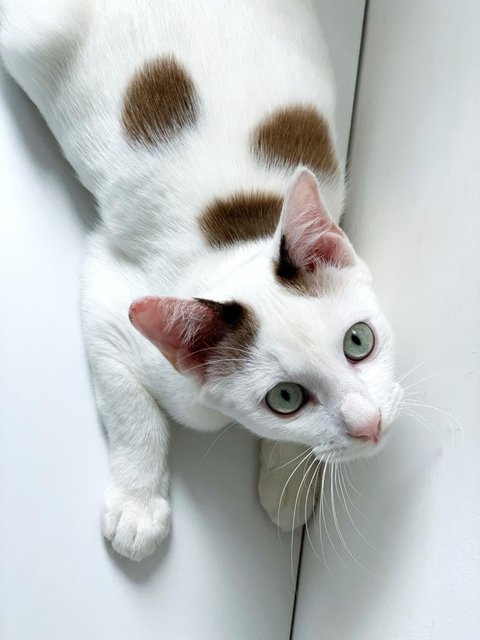 Snowboy - Domestic Short Hair Cat