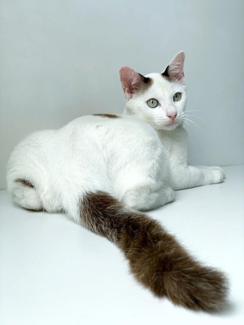 Snowboy - Domestic Short Hair Cat