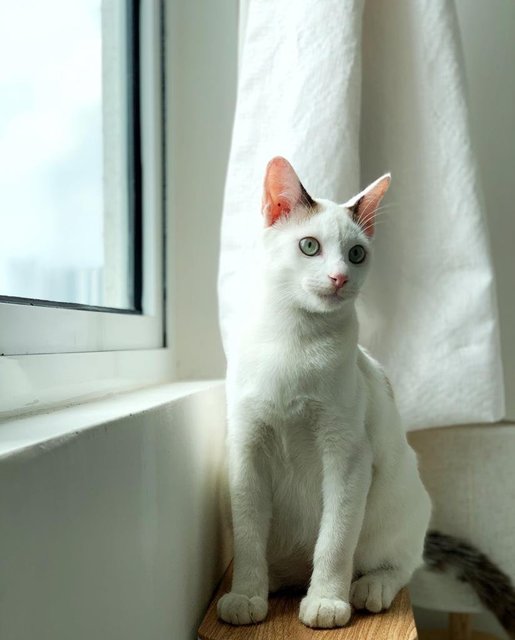 Snowboy - Domestic Short Hair Cat