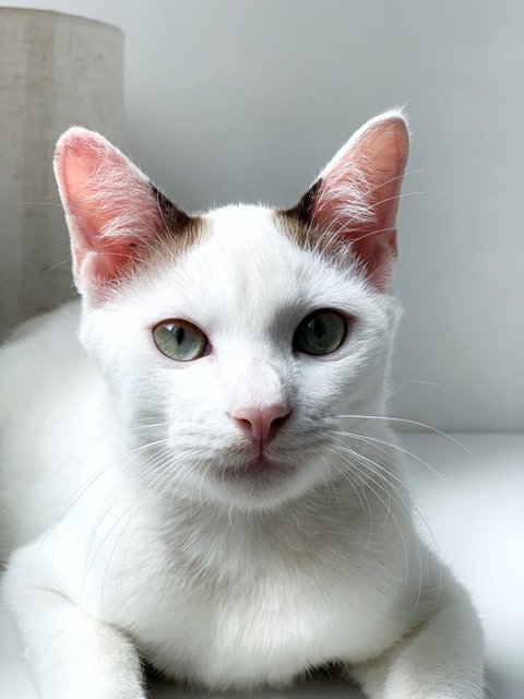 Snowboy - Domestic Short Hair Cat