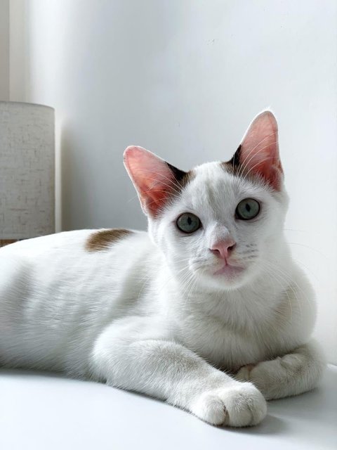 Snowboy - Domestic Short Hair Cat