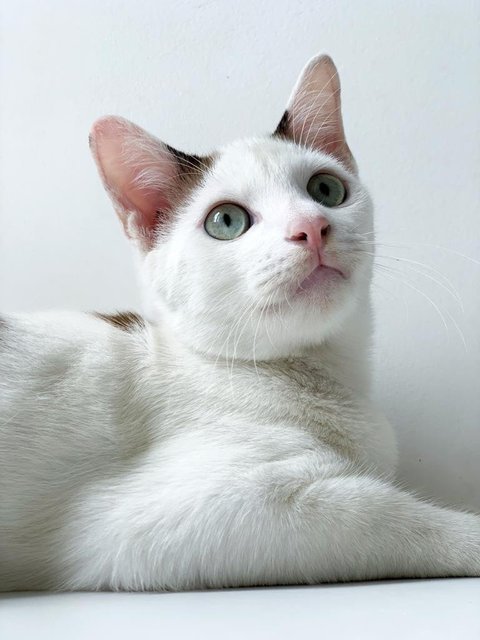 Snowboy - Domestic Short Hair Cat