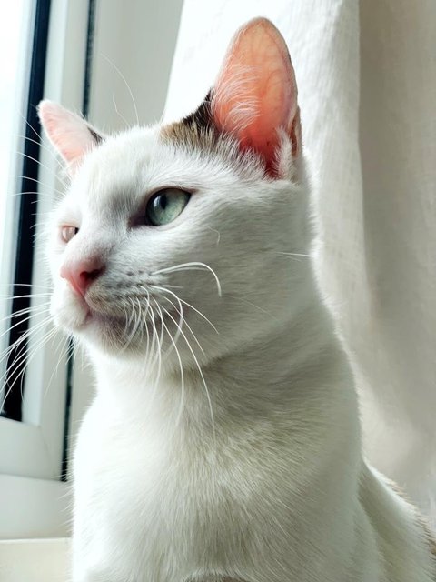 Snowboy - Domestic Short Hair Cat