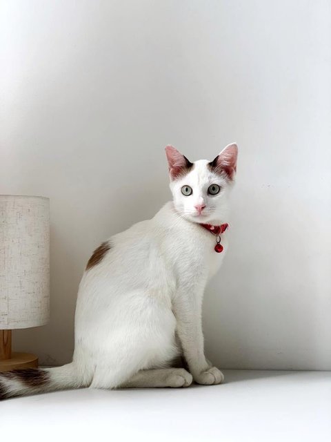 Snowboy - Domestic Short Hair Cat