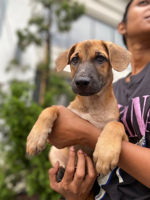 Lenny - Mixed Breed Dog