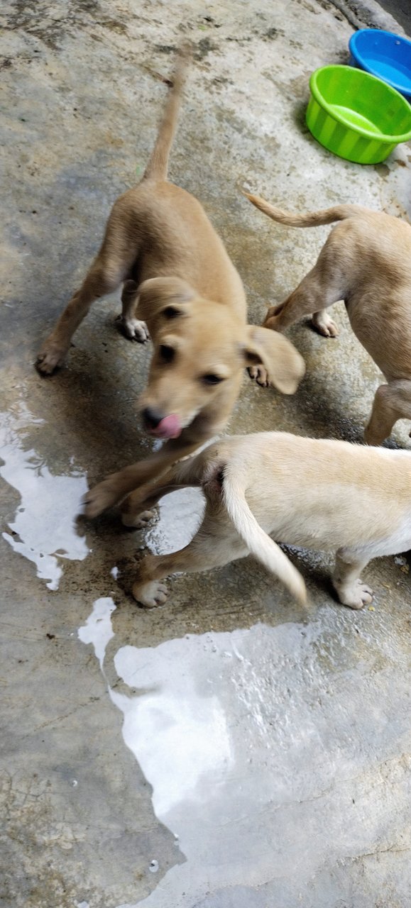 4 Puppies For Adoption  - Mixed Breed Dog