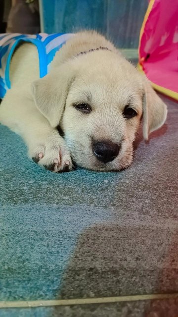 Bubba Boy - Labrador Retriever Mix Dog