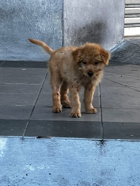 Co Co - Terrier Mix Dog