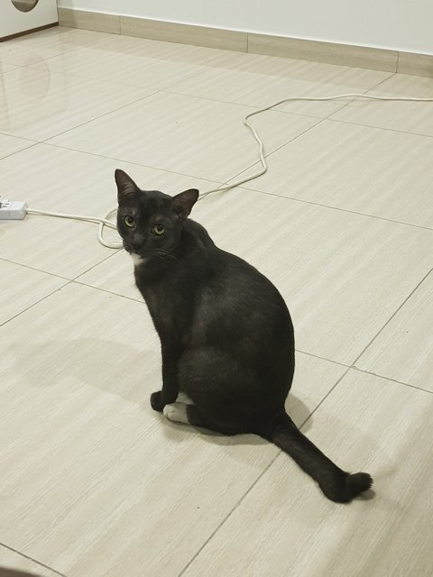 Reo - Domestic Short Hair Cat