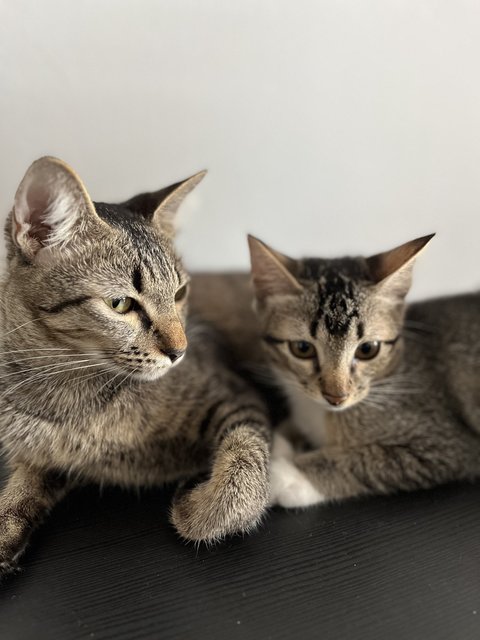 Peach &amp; Coco - Domestic Short Hair Cat