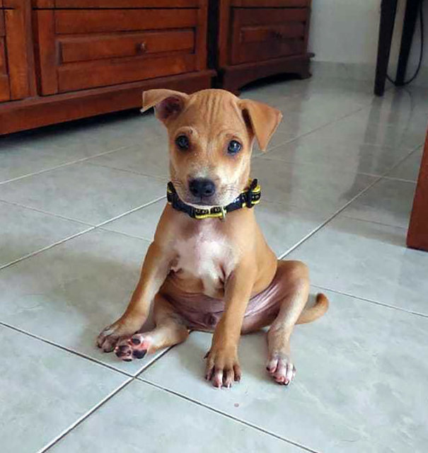 Boba (Bobesh) - Mixed Breed Dog