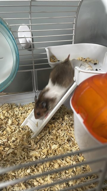 Hamster - Syrian / Golden Hamster Hamster