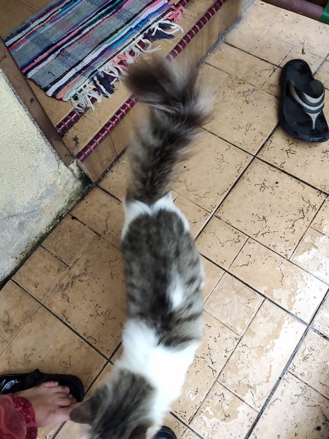 PF129480 - Domestic Long Hair Cat