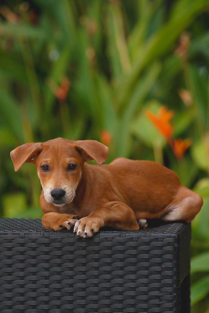 Noranger(Female) And Ranger(Male) - Mixed Breed Dog