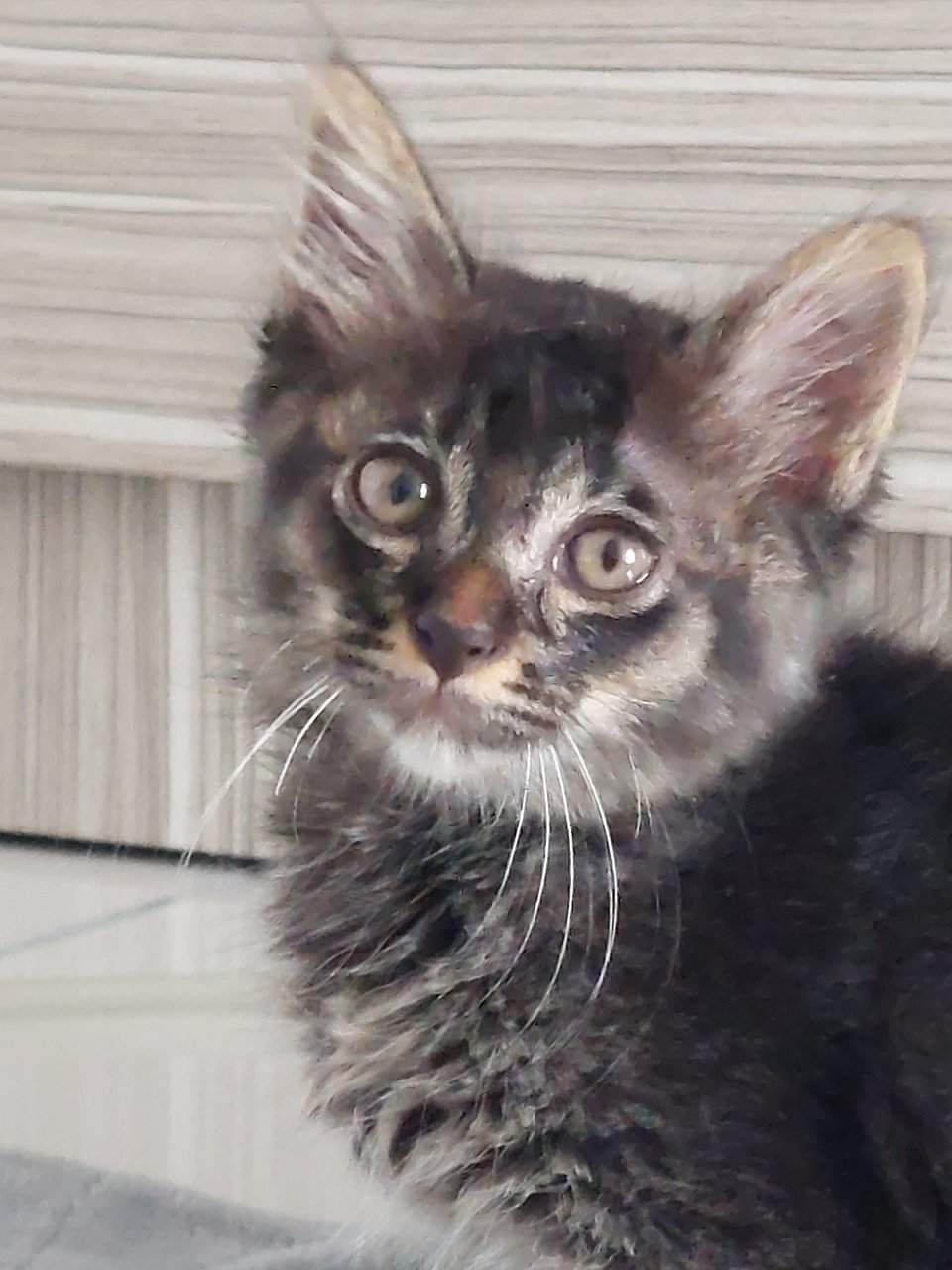 Bourbon - Domestic Long Hair Cat