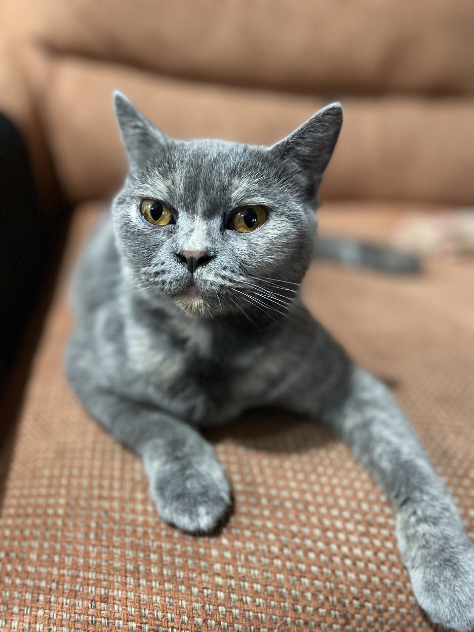 Boo - British Shorthair Cat