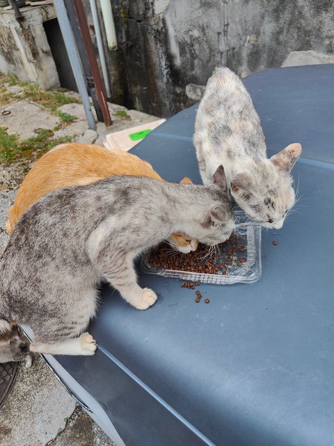 Stray Cats Need Helps - Domestic Short Hair Cat