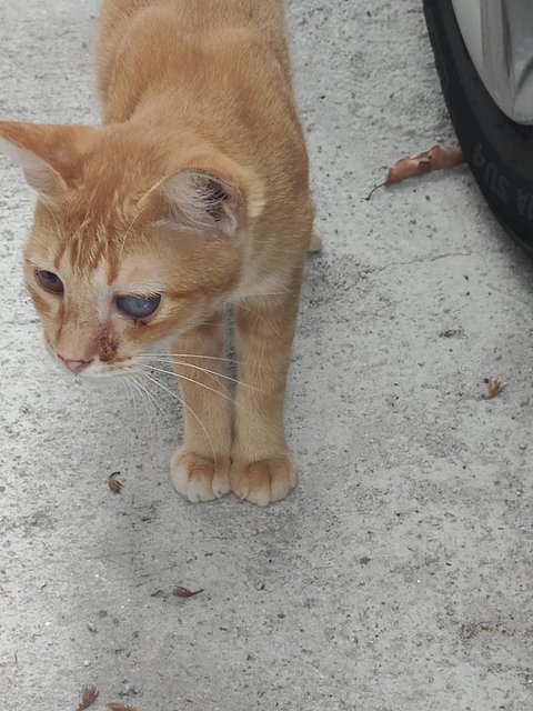 Stray Cats Need Helps - Domestic Short Hair Cat