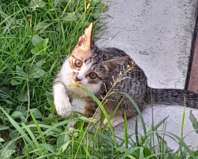 Baby - Domestic Short Hair Cat