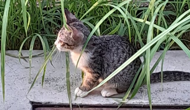 Baby - Domestic Short Hair Cat