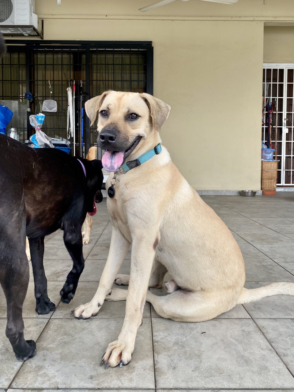 Milo - Labrador Retriever Mix Dog