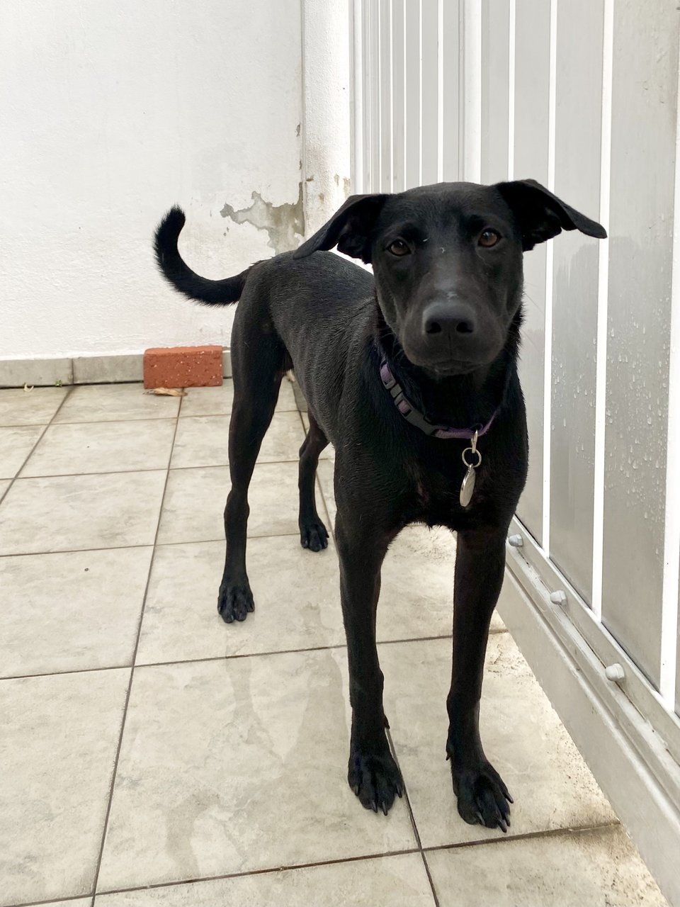 Bella (Black Beauty) - Mixed Breed Dog