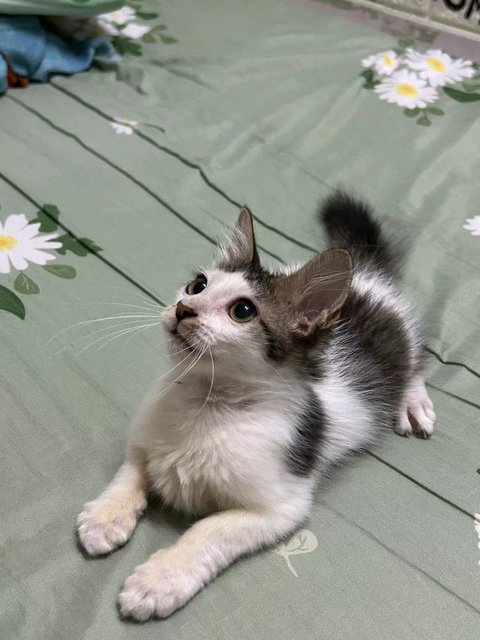 毛毛 - Domestic Medium Hair Cat