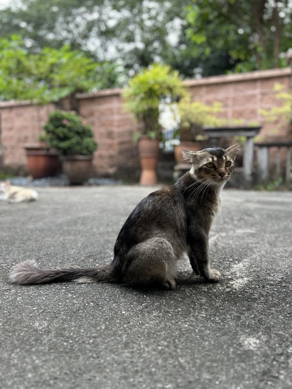 Oreo - Domestic Medium Hair Cat