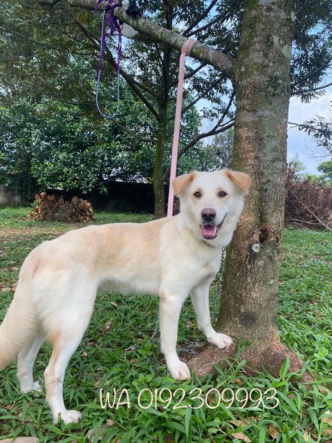 Marché  - Mixed Breed Dog