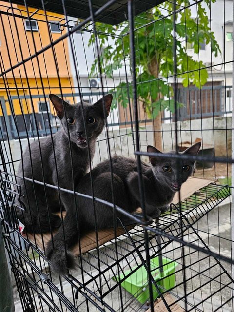 Abu, Grey, Siam - Domestic Short Hair + Siamese Cat