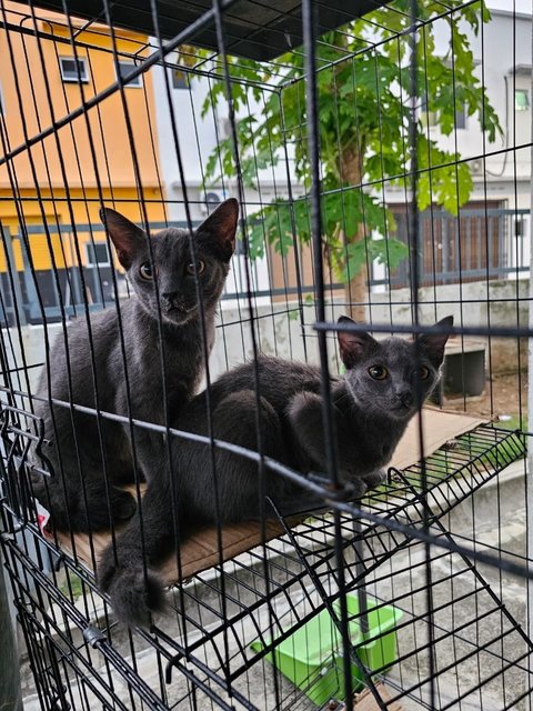 Abu, Grey, Siam - Domestic Short Hair + Siamese Cat