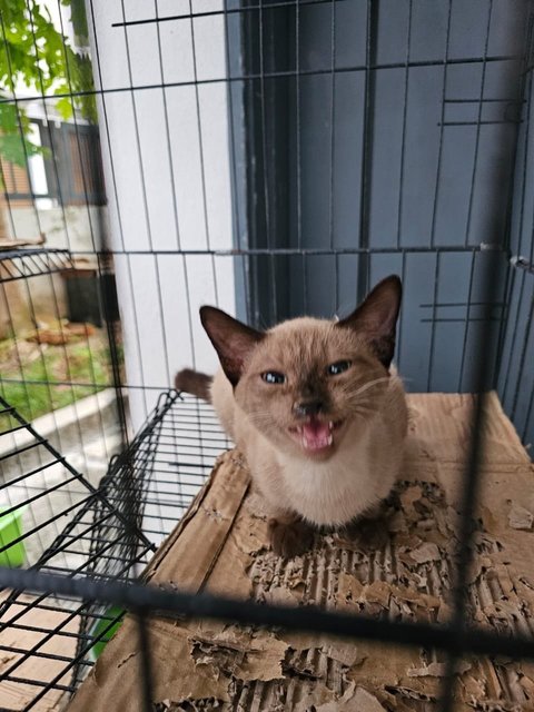 Abu, Grey, Siam - Domestic Short Hair + Siamese Cat