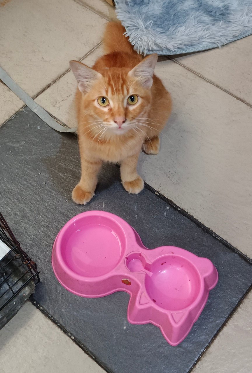 Garfield  - Domestic Short Hair Cat