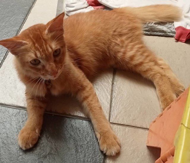 Garfield  - Domestic Short Hair Cat