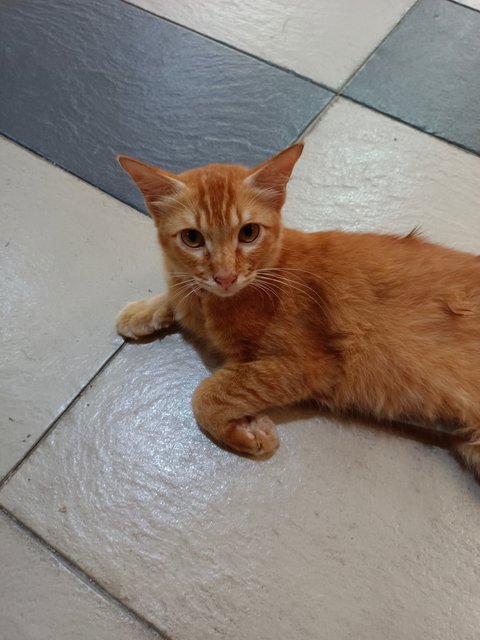 Garfield  - Domestic Short Hair Cat