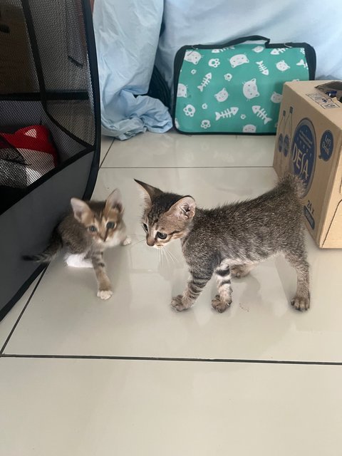 Two Kittens - Domestic Medium Hair Cat