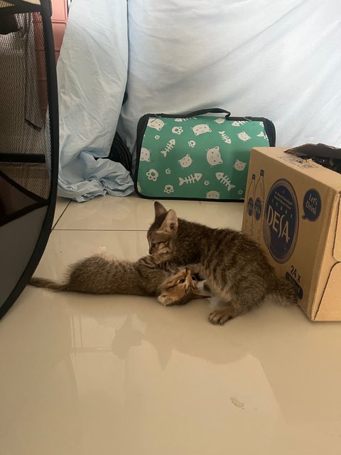 Two Kittens - Domestic Medium Hair Cat