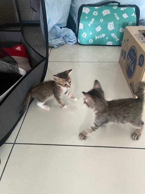 Two Kittens - Domestic Medium Hair Cat