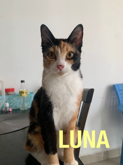 Luna &amp; Lulu - Domestic Short Hair + Calico Cat