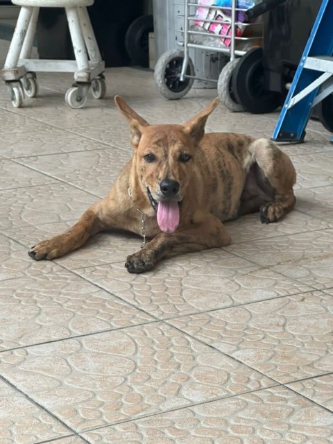 Tiger  - Mixed Breed Dog