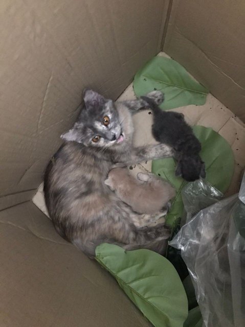 4 Kitten With Mommy Cat - Domestic Short Hair + Domestic Medium Hair Cat