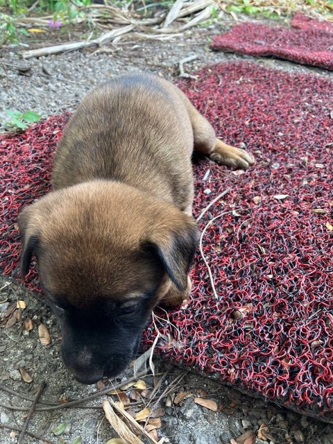 Terra - Mixed Breed Dog