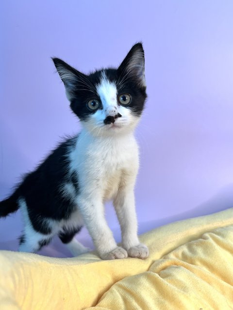 Mustachekin - Domestic Short Hair Cat