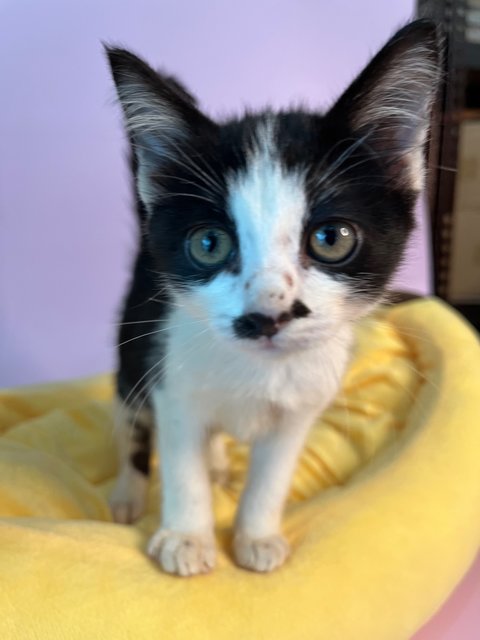 Mustachekin - Domestic Short Hair Cat