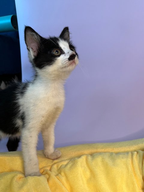 Mustachekin - Domestic Short Hair Cat