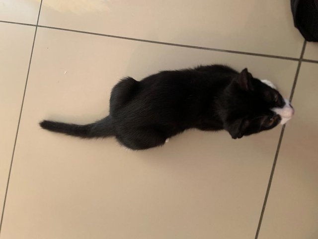 Blacky - Domestic Short Hair Cat