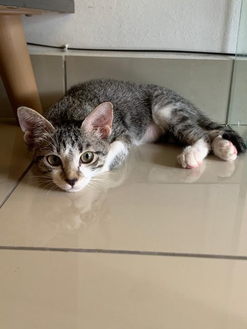 Baby Grey - Domestic Short Hair Cat