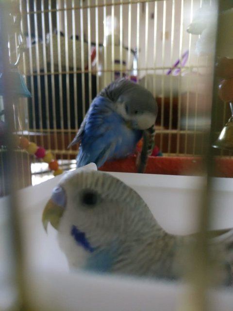 Lapis &amp; Lazuli  - Budgie/Budgerigar Bird