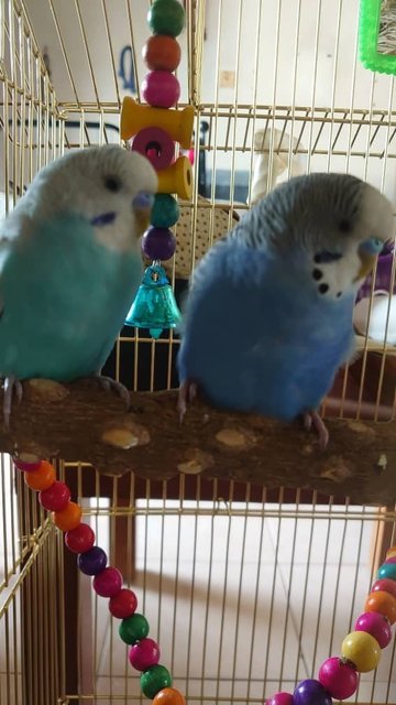 Lapis &amp; Lazuli  - Budgie/Budgerigar Bird